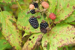 Blackberries