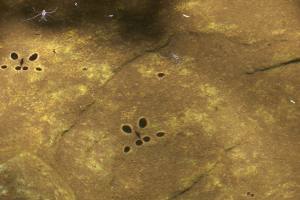 Water spiders and their shadows