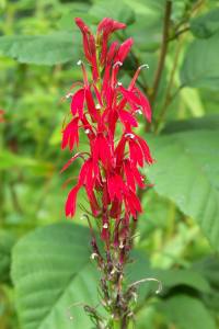 Cardinal Flower