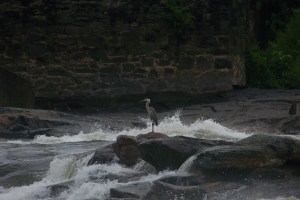 Great Blue Heron fishing