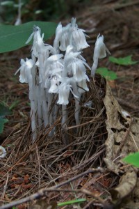 Indian Pipe Fungi