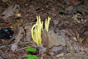 Yellow Spindle Coral Mushroom?