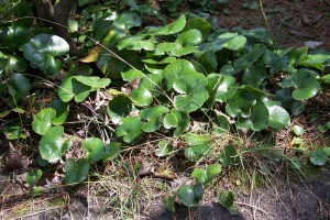 The Galax strongly disseminated its astringent odor