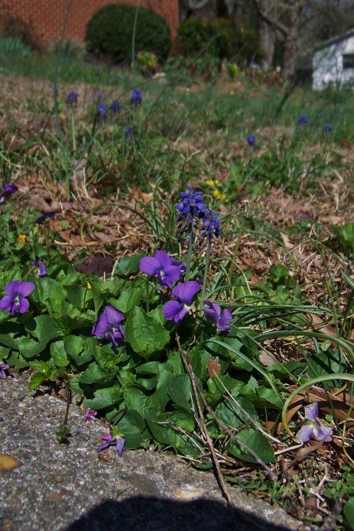 Violets and Grape Hyacinth