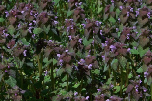 Variety of Heal All?