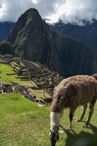 Llamas wander throughout the site