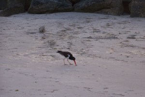 American Oystercatcher