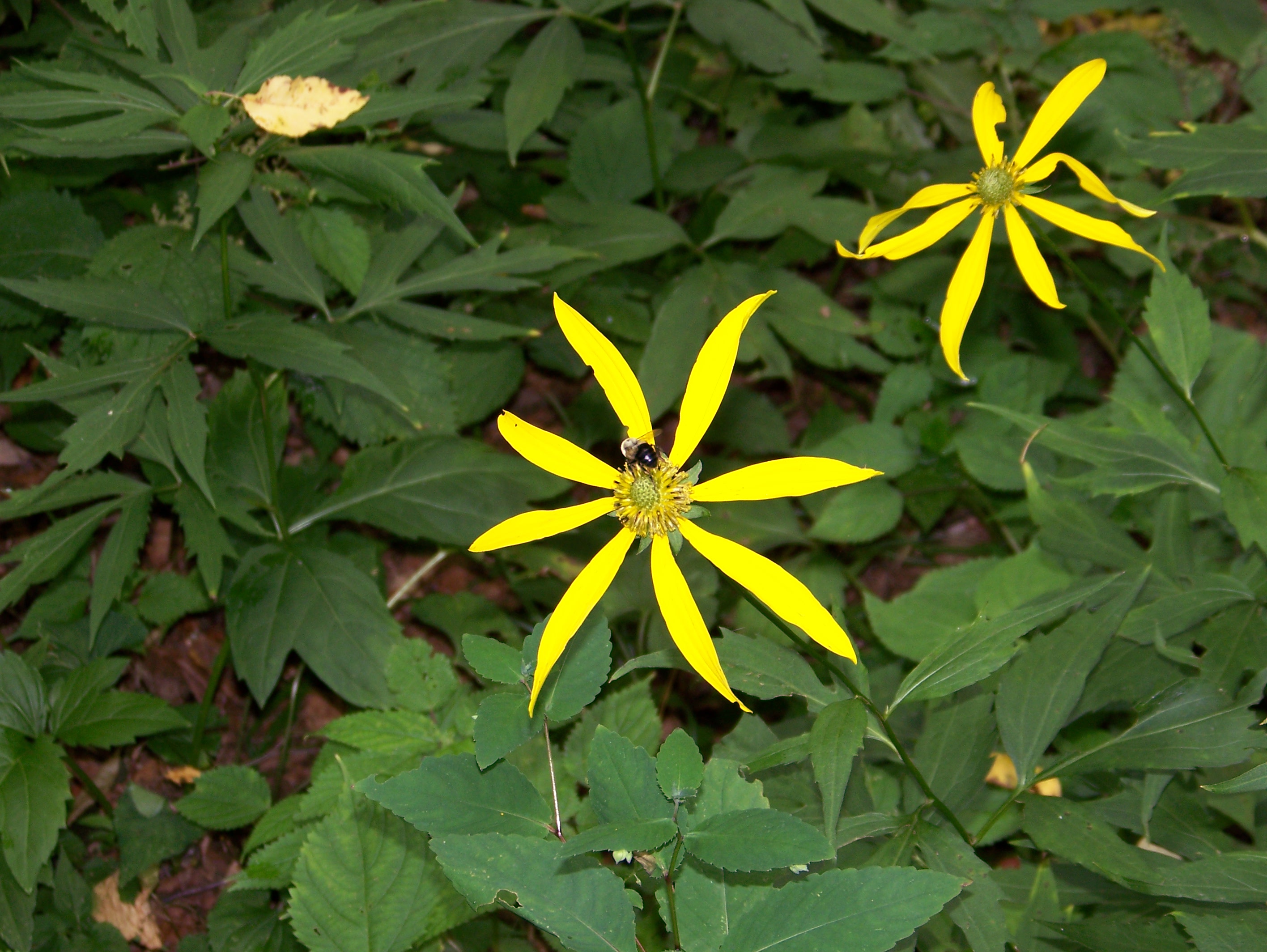 16-08-08 Smoky Mountians 010