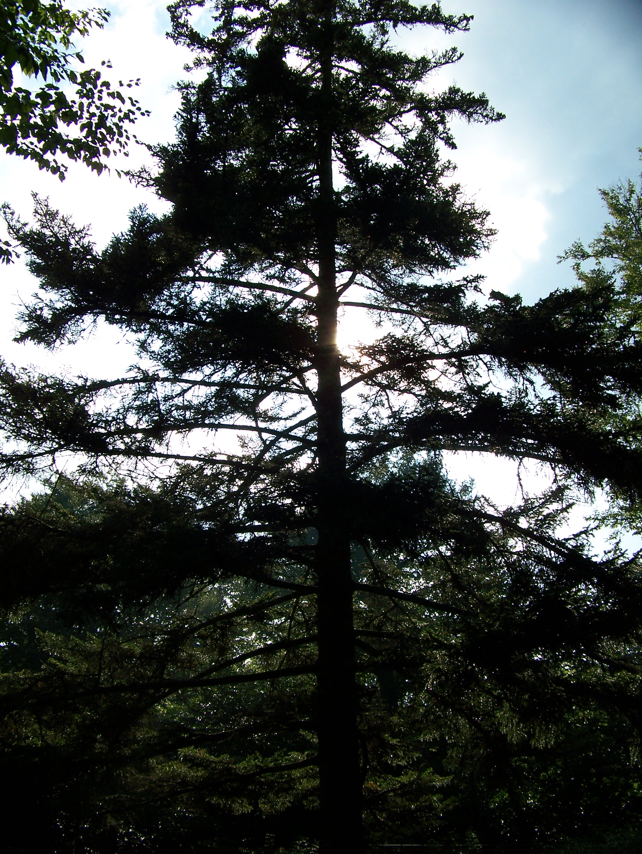 16-08-08 Smoky Mountians 029