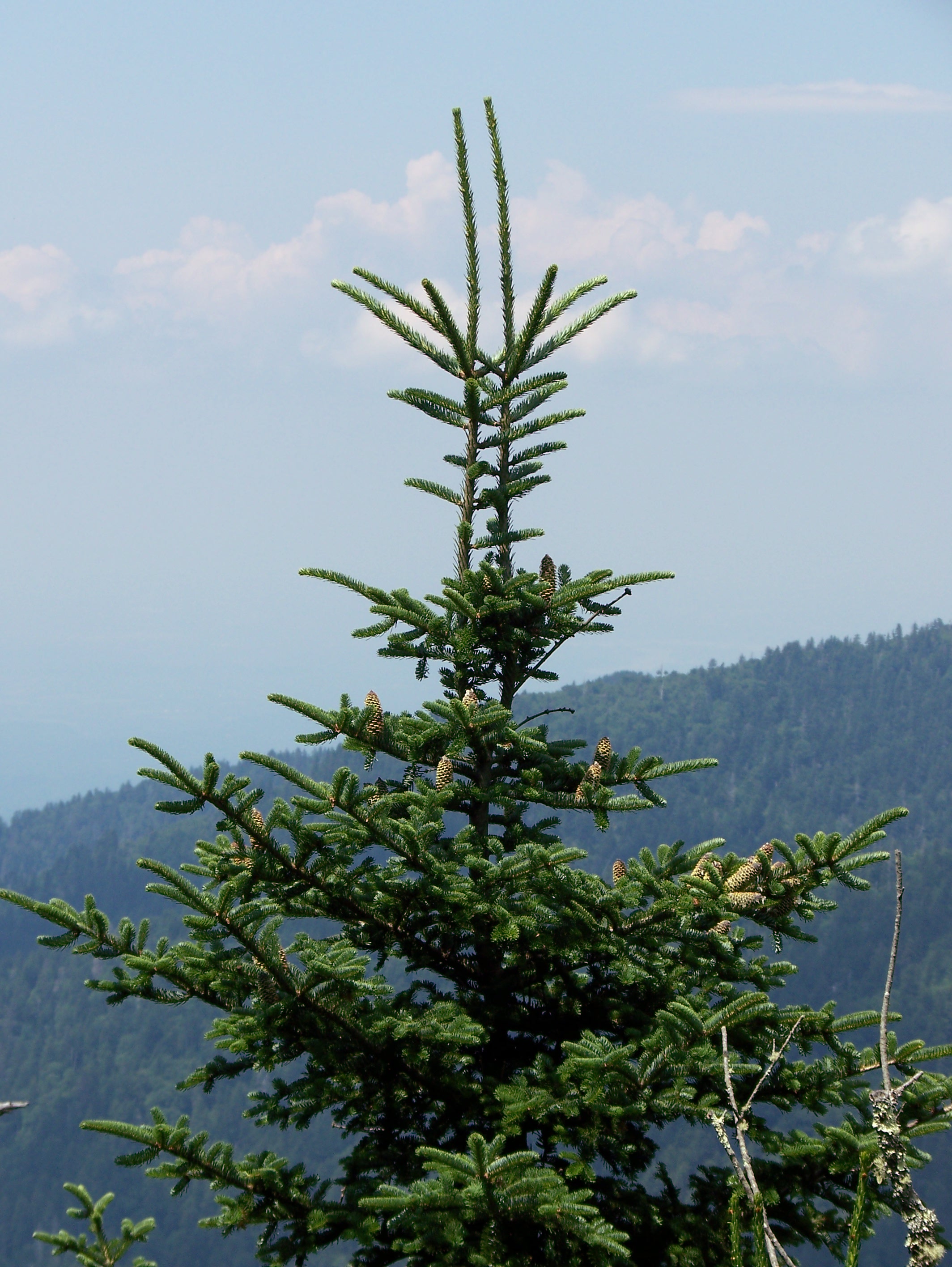 16-08-08 Smoky Mountians 065