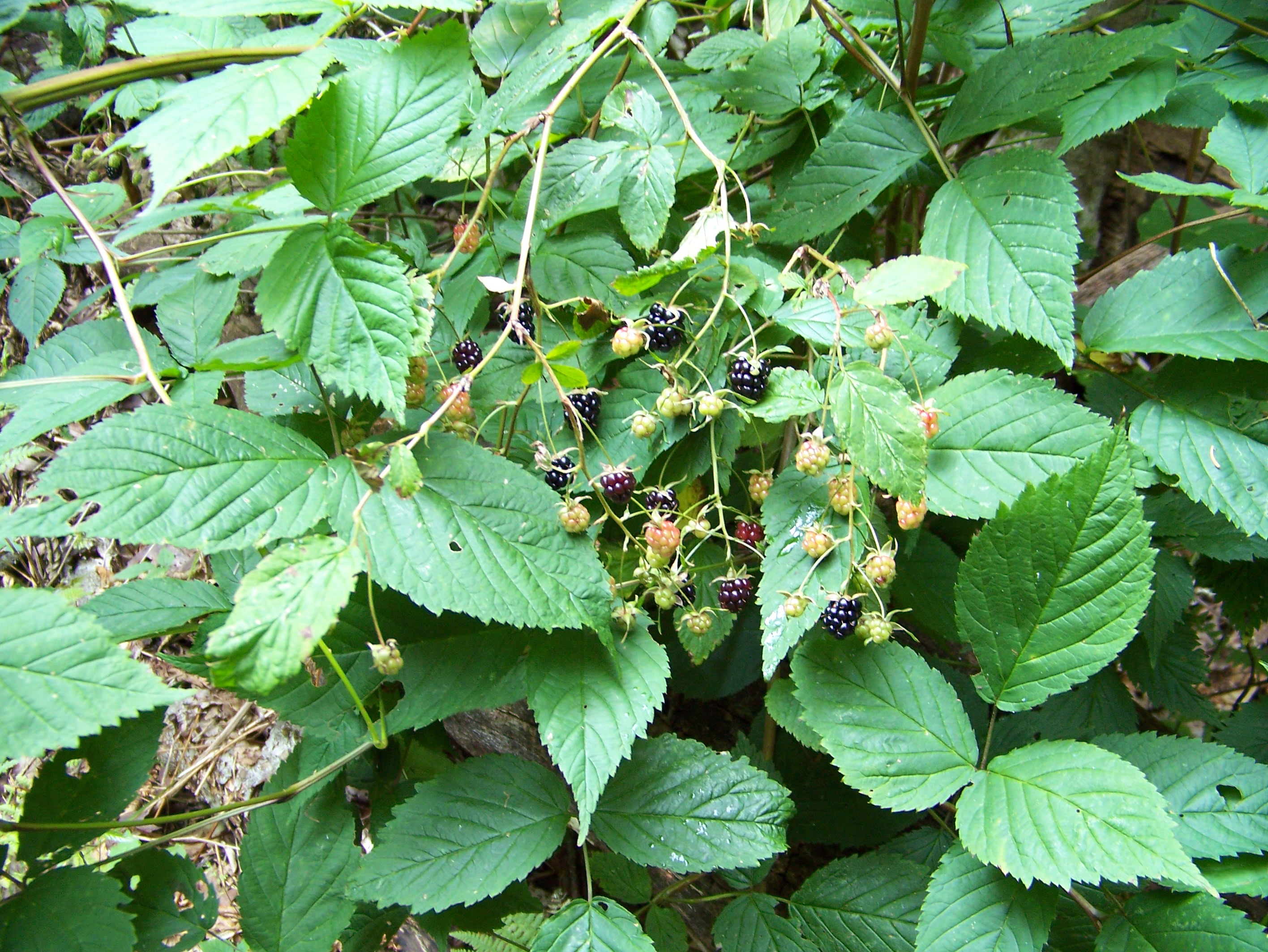 16-08-08 Smoky Mountians 101