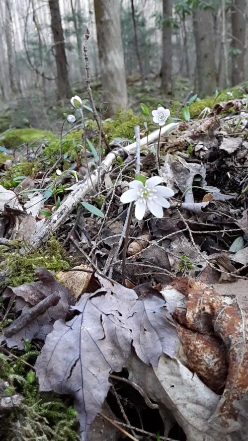 VideoCapture_20200308-212224