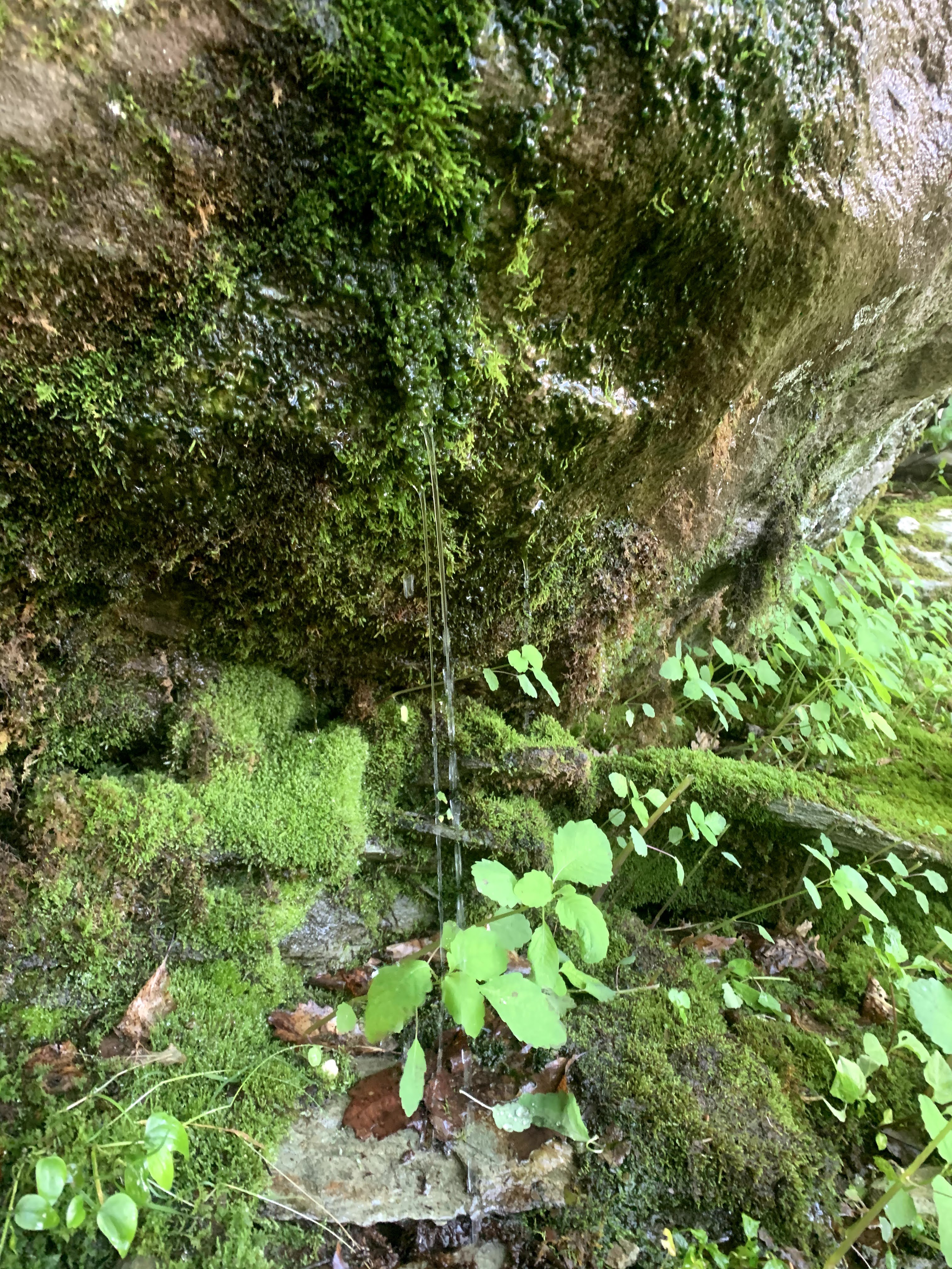 The Seep under Homegrown